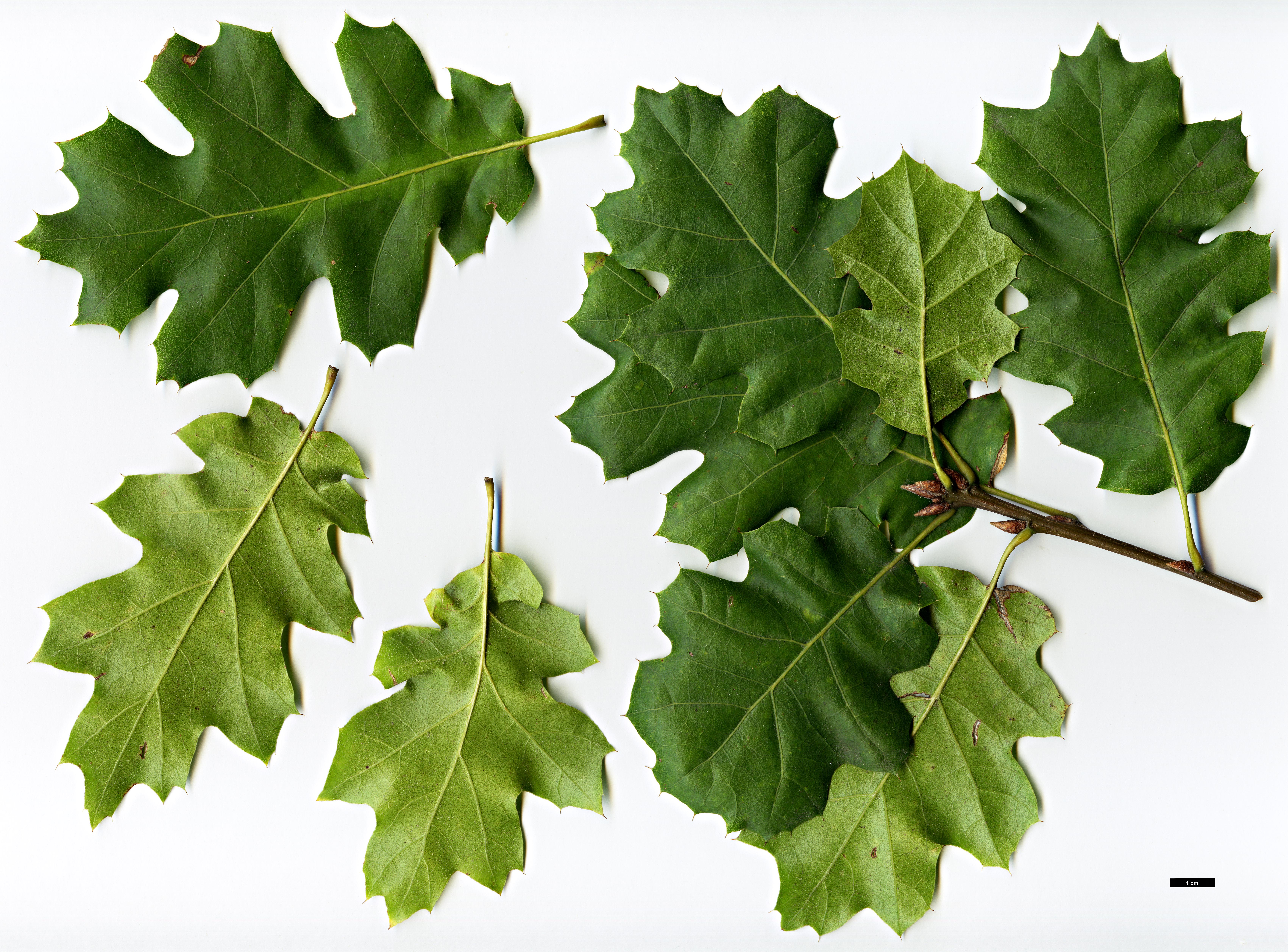 High resolution image: Family: Fagaceae - Genus: Quercus - Taxon: ×morehus (Q.kellogii × Q.wislizeni)